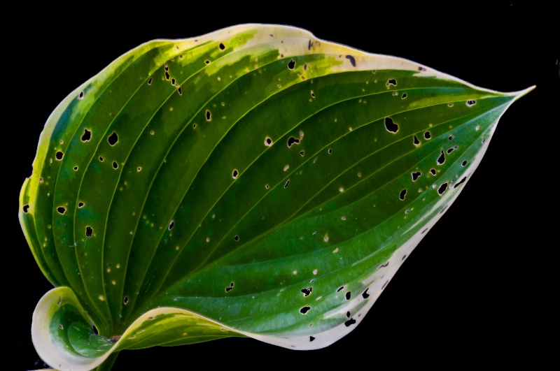 The Aging Hosta leaf - ID: 9804132 © Bob Miller