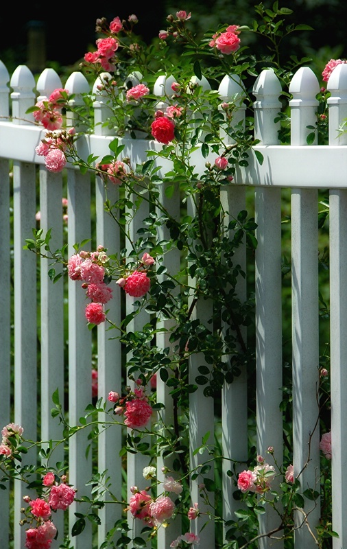 Beth's Roses