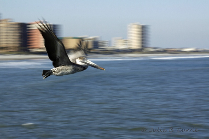Pelican / Blurred Motion
