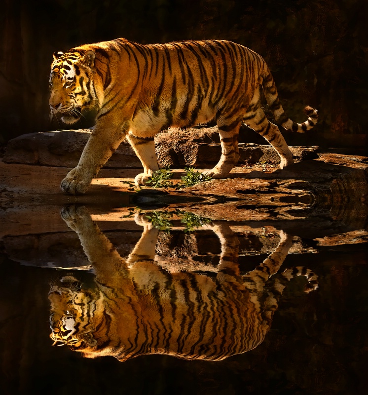 Tiger Reflecting Pool