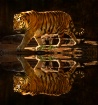 Tiger Reflecting ...