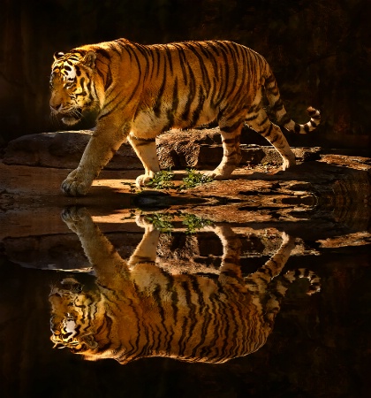 Tiger Reflecting Pool