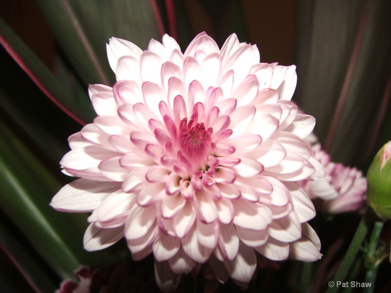 Pink/White Flower