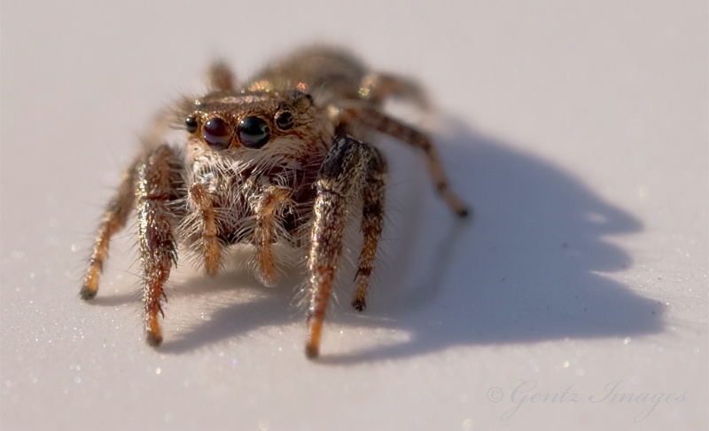 Little Jumper