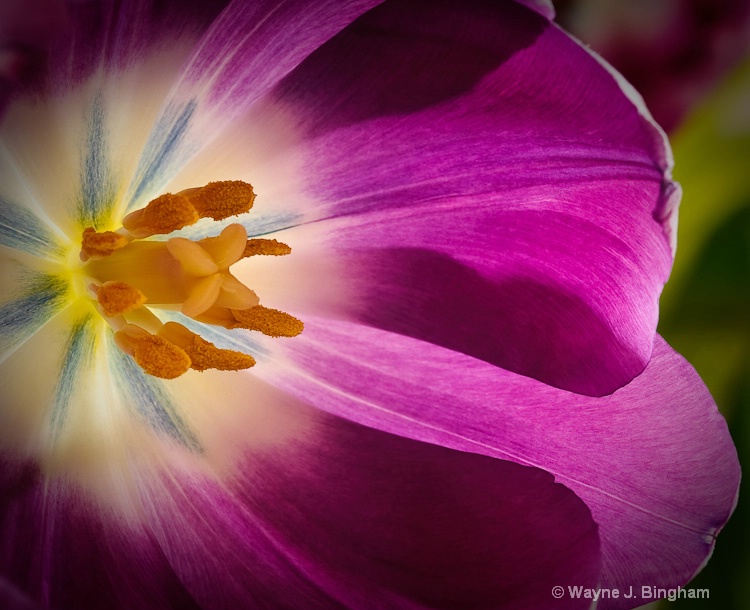 Tulips Close-up