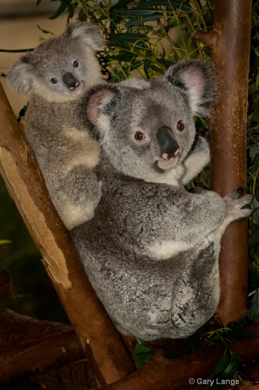 Koala Mom and joey