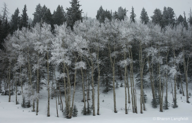 Lacy Winter Aspens - ID: 9809379 © Sharon L. Langfeldt
