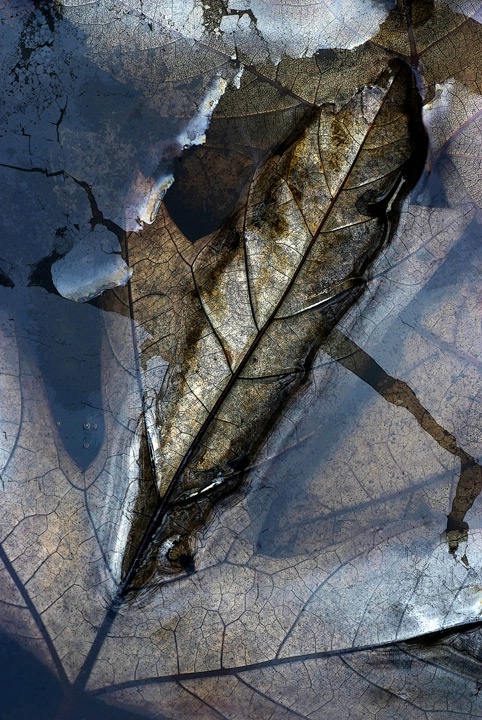 Leaf In Swamp