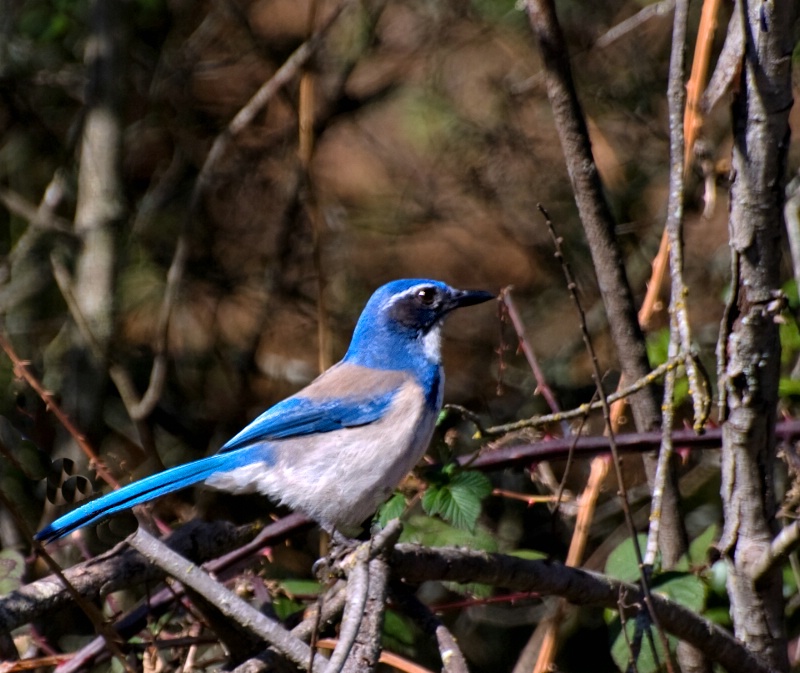 West Coast's Blue Jay - ID: 9810333 © Clyde Smith