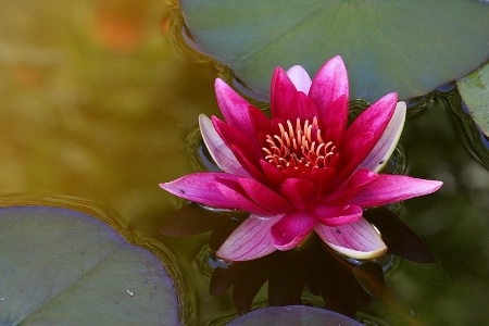 Red water lily over old gold waters