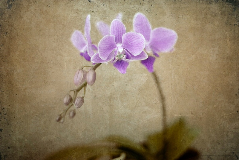 orchid II