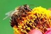 Bee At Work