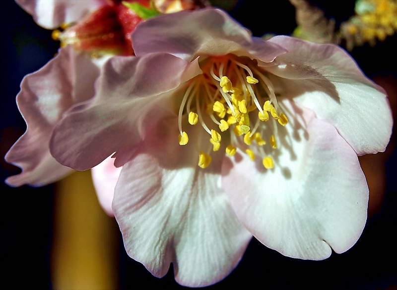 Almond Blossom