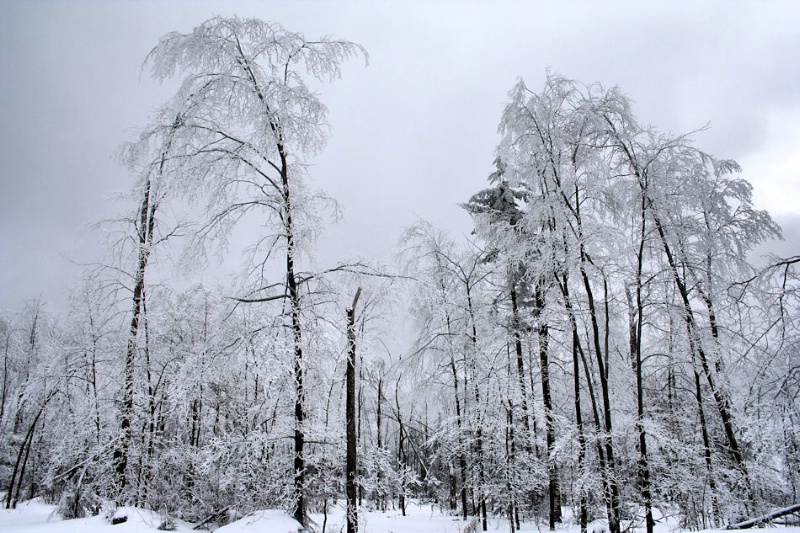 Iced Trees
