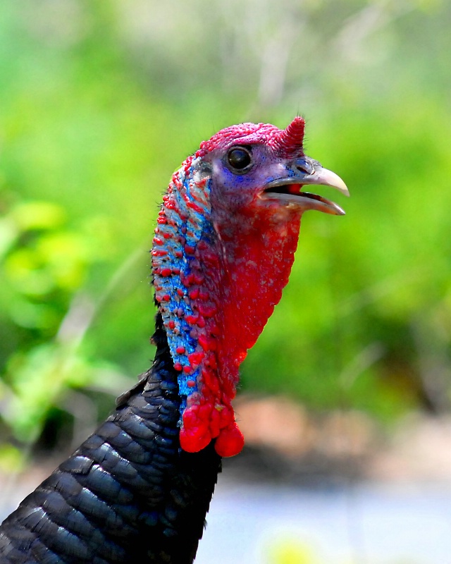 Asheville Wild Turkey  09-1