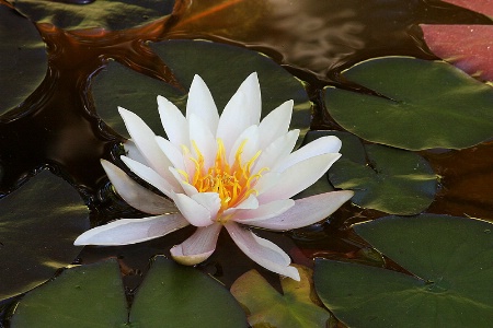 Light pink water lily and coppery reflections