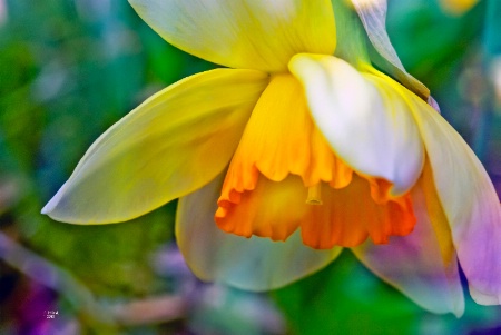 Pastel Daffodil