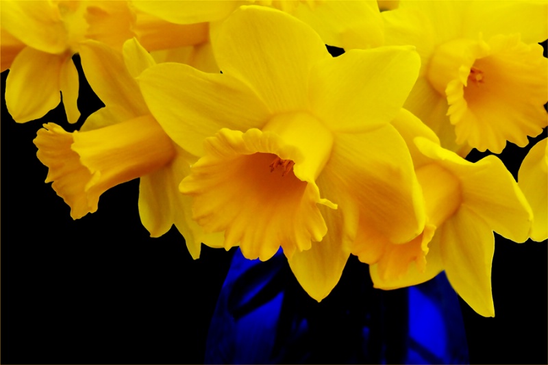Daffodils :)