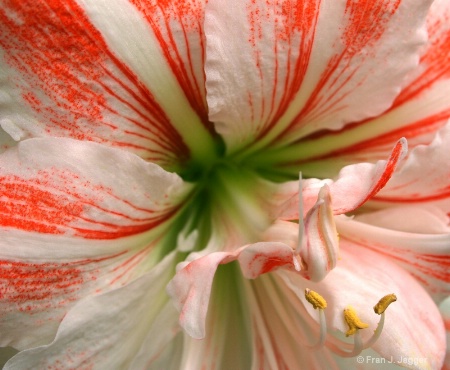 Red & White Amaryllis