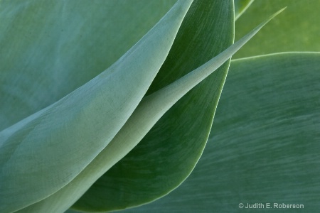 Agave