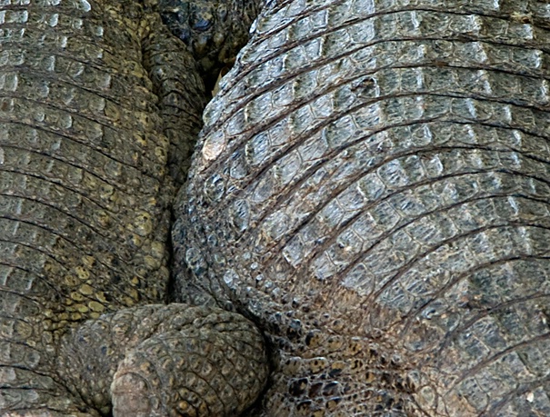 Crocodiles - ID: 9816915 © Mauricio Diaz