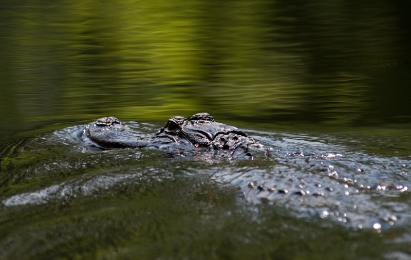 alligator #10 - ID: 9817273 © Michael Cenci