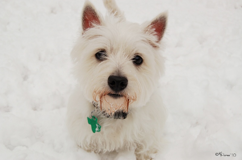 Snow Bunny