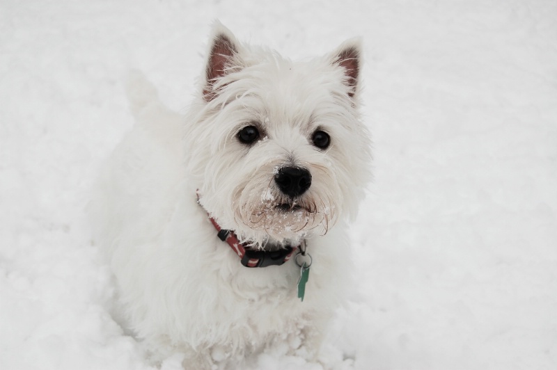 Cold Nose, Warm Heart