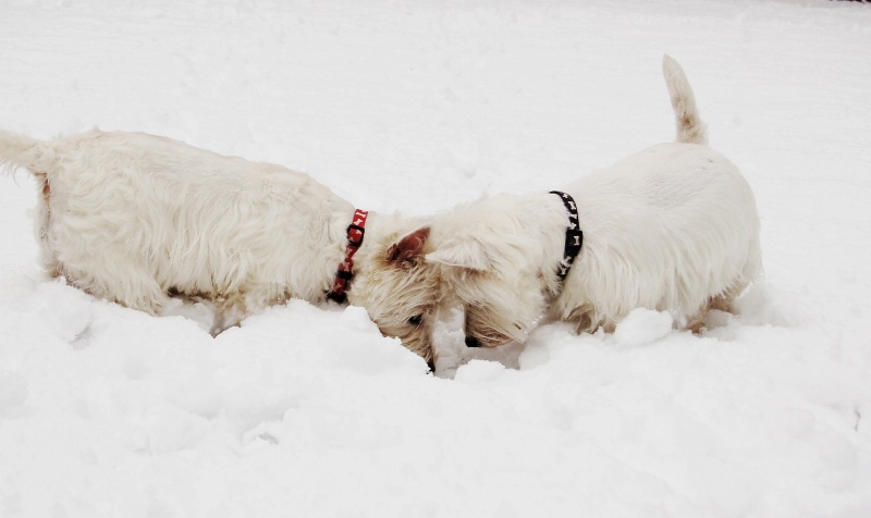 Snow buddies