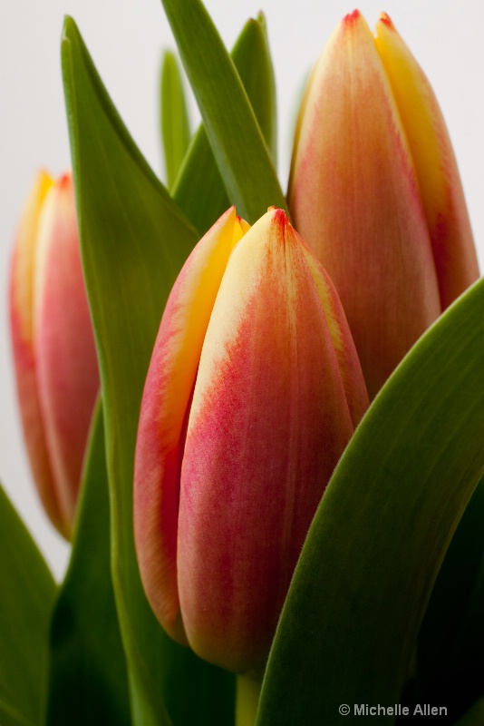 Tulips  in Formation