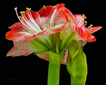 Amaryllis Kiss