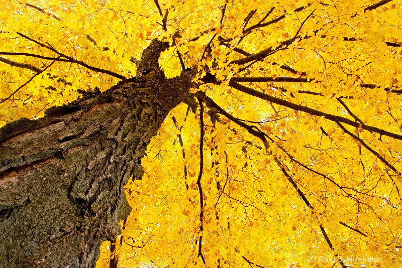 Maple tree in the fall - ID: 9818887 © Ravi S. Hirekatur