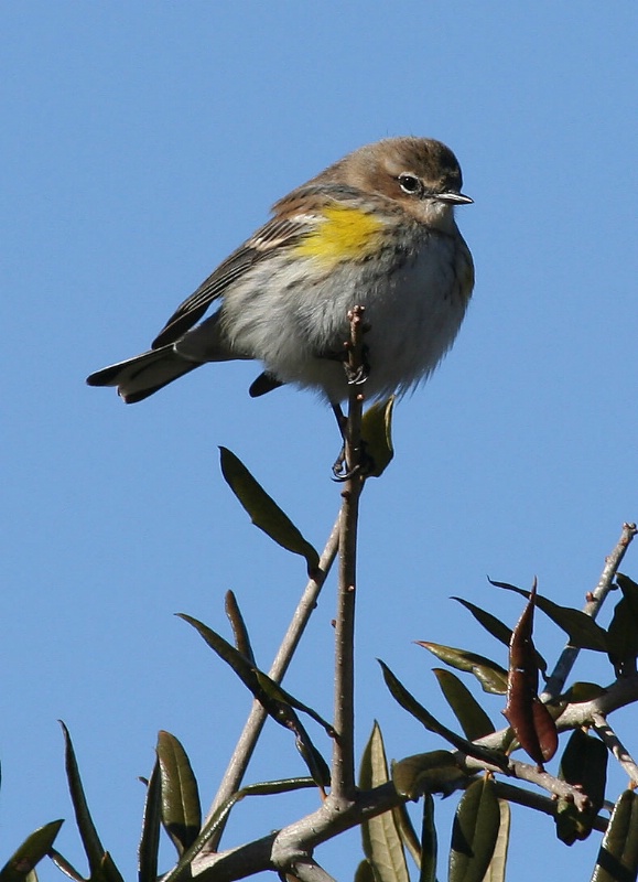 High on a Perch