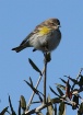 High on a Perch