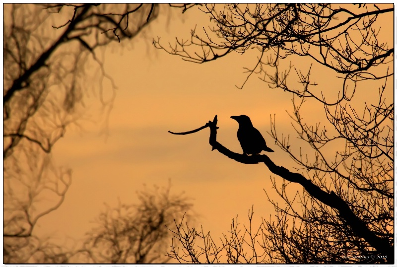 Crow silhouet