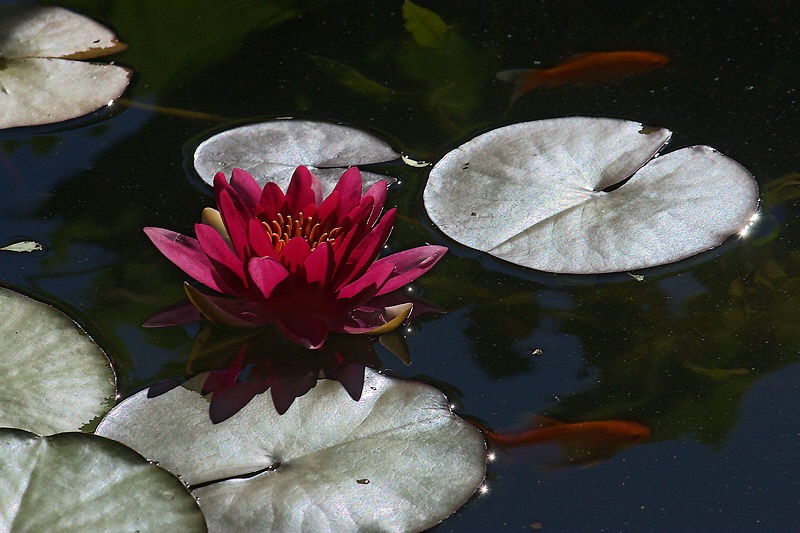 Backlit red water lily and fishes