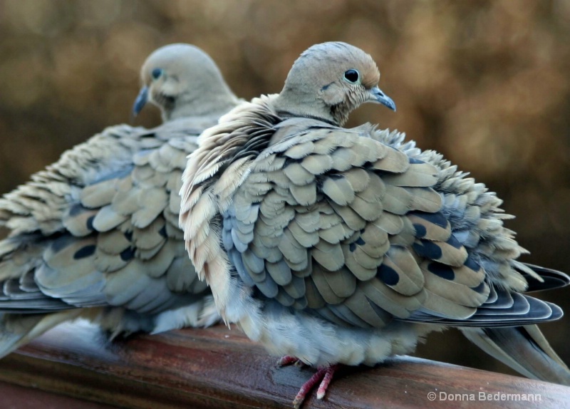 Mourning Dove Love