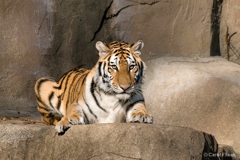Zoo Tiger After Sharpen 