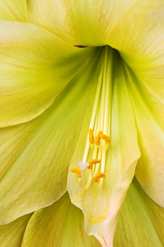 Yellow Amaryllis