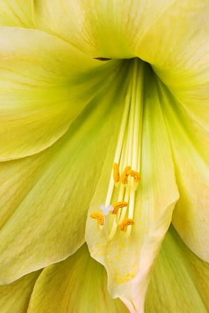 Yellow Amaryllis