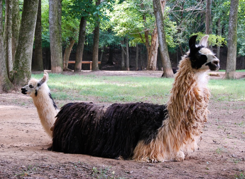 Two-headed Llama