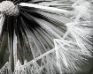Gone to Seed