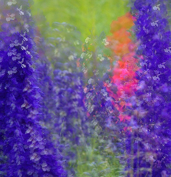 Color of Flowers - ID: 9824165 © Jack Kramer