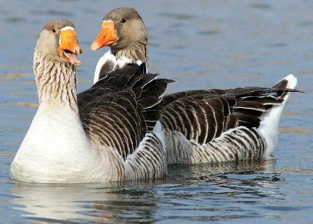 Geese friends