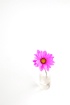 [simple pleasures...