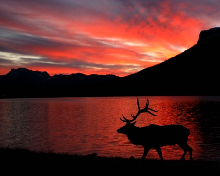 Elk at Sunrise