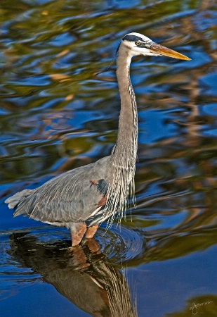 Great Blue Heron Wading