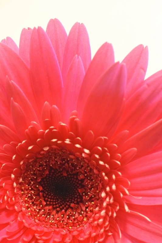 Back Lighting A Pink Gerbera