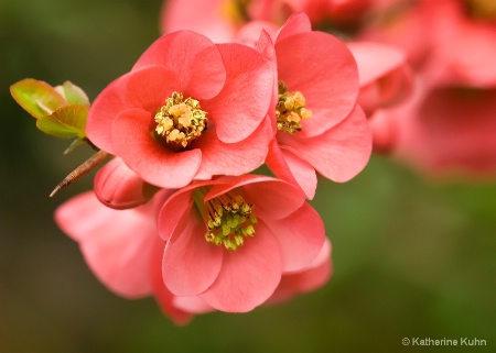 Flowering Quince