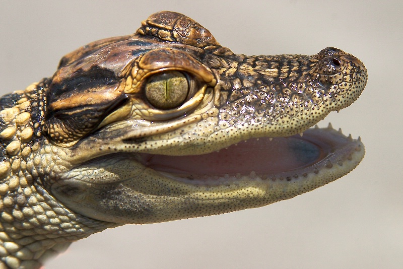 Baby Alligator - ID: 9826578 © James E. Nelson